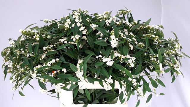 Эуфорбия куст. Квиксильвер 80, шт.