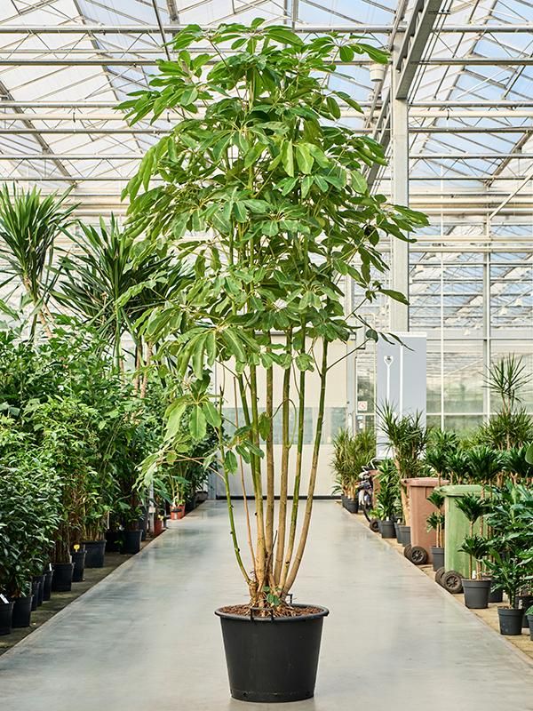 Schefflera actinophylla 'Amate', D 55