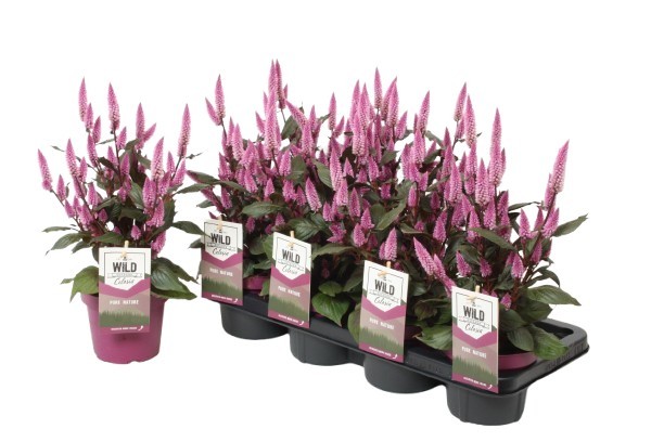 Celosia 'Wild Pink' (Gardenplant) P14, D 14