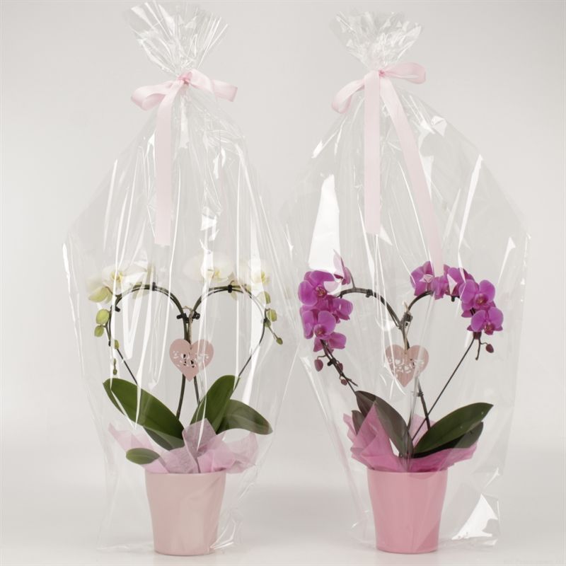 Phalaenopsis overig Hearts gemengd deluxe in pastel keramiek, D 12