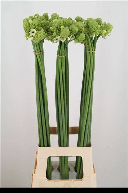 Орнитогалум Сандерс 90, шт.