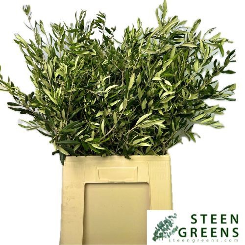 Олива Европейская за пучок 70 (зел.), пуч.