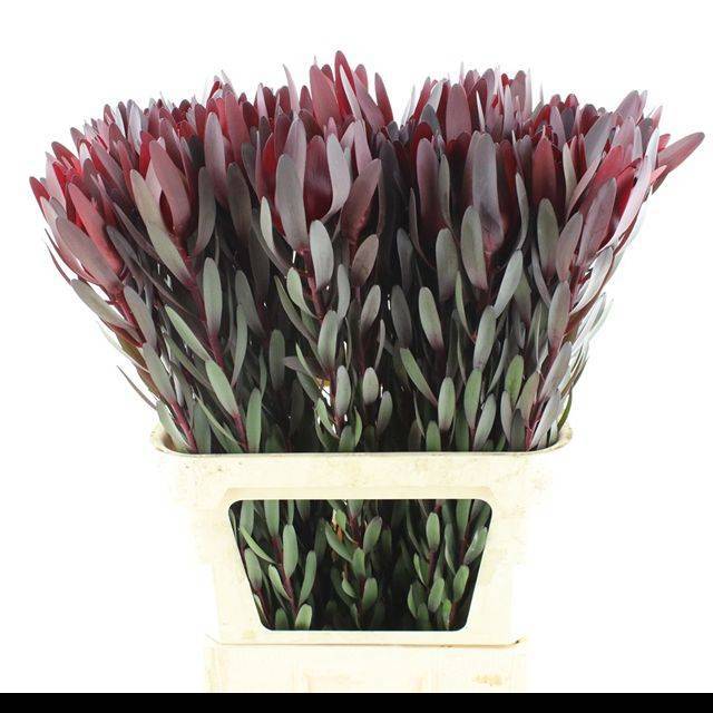 Леукадендрон Сафари Сансет 90 (красн.), шт.