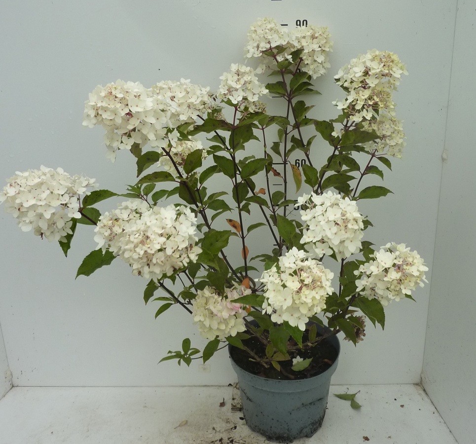 Hydrangea paniculata Magical Andes ®, D 27