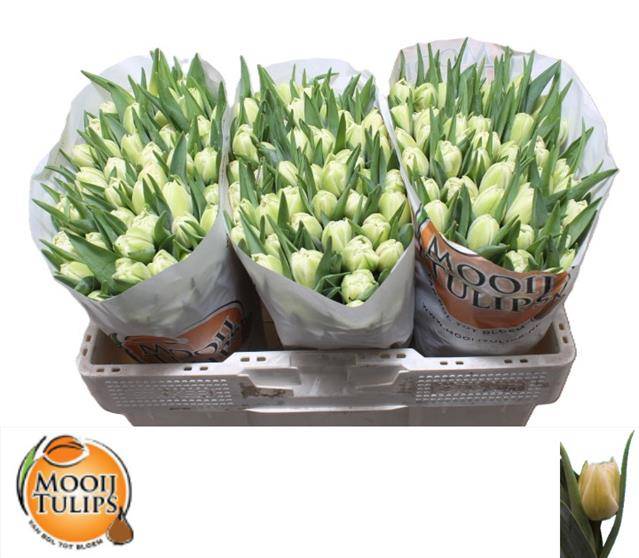 Тюльпан дв. Аван Гард (крем.), шт.