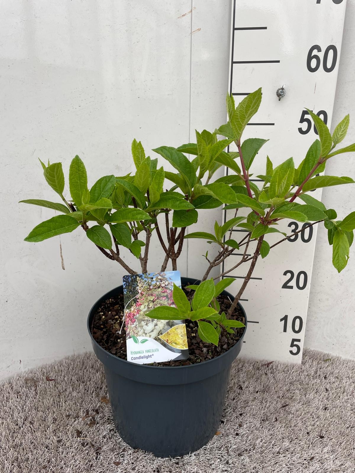 Hydrangea pan. Candlelight 50-60 P26, D 26 cm