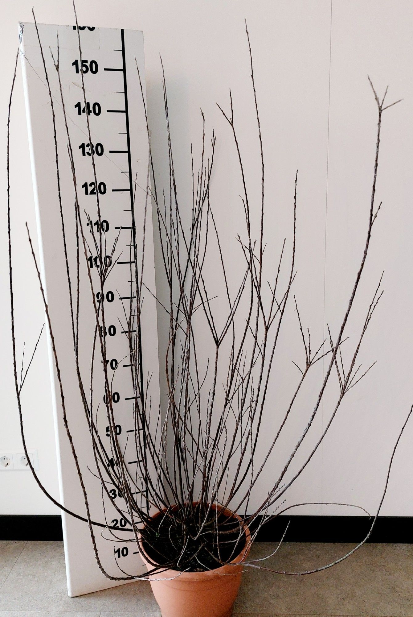 Salix Irrorata bush p32, D 32