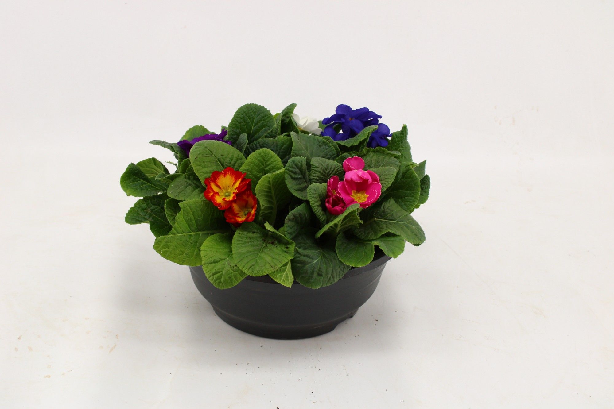 Primula Acaulis in Plastic Antraciet Schaal Carnaval, D 23 cm