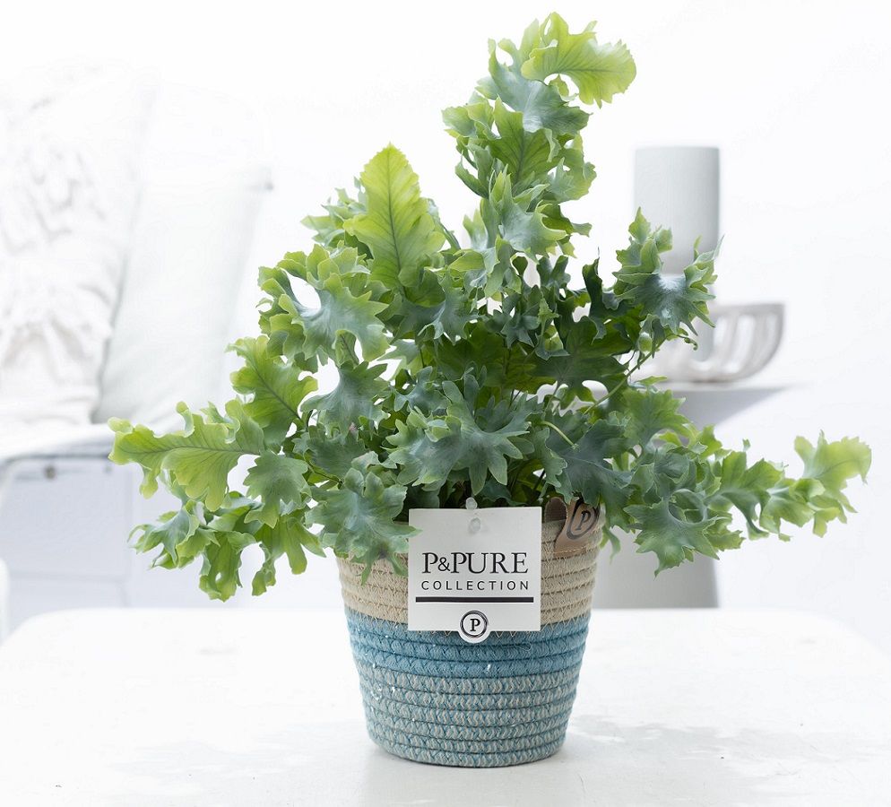 Phlebodium Davana in P&PURE Fashionpot Valerie, D 12