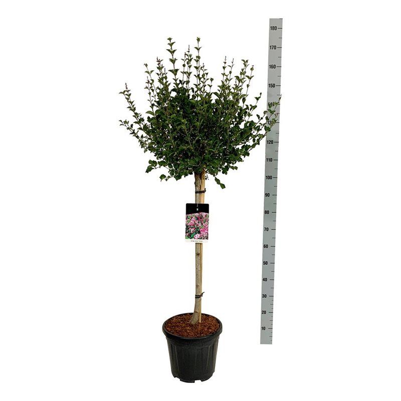 Syringa meyeri 'Palibin', D 32 cm Syringa meyeri 'Palibin', D 32 cm