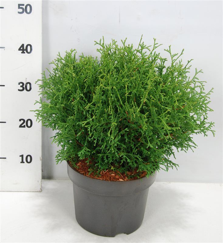 Thuja occ. 'Tiny Tim', D 23 cm Thuja occ. 'Tiny Tim', D 23 cm