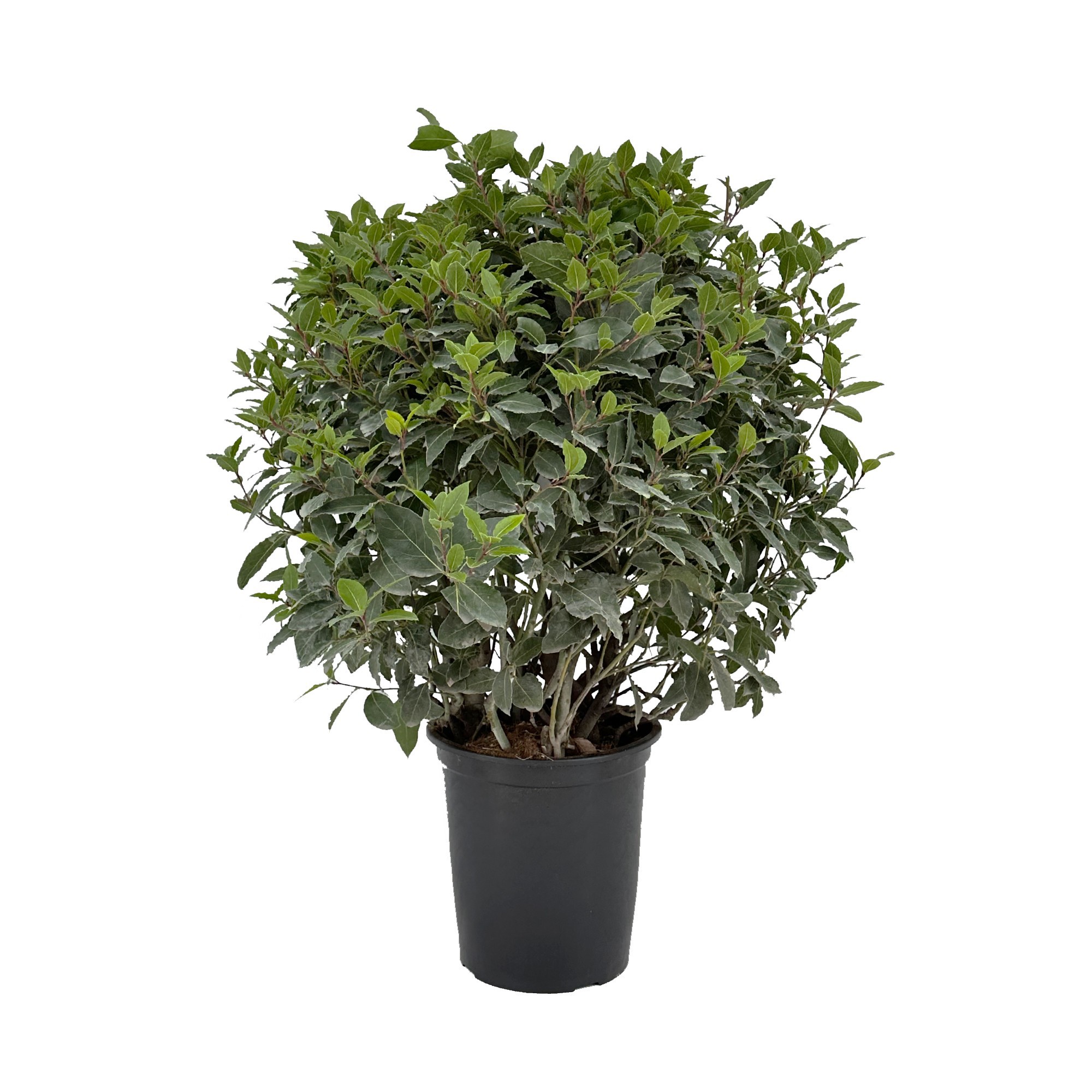 Laurus nobilis Bol zonder stam, D 25