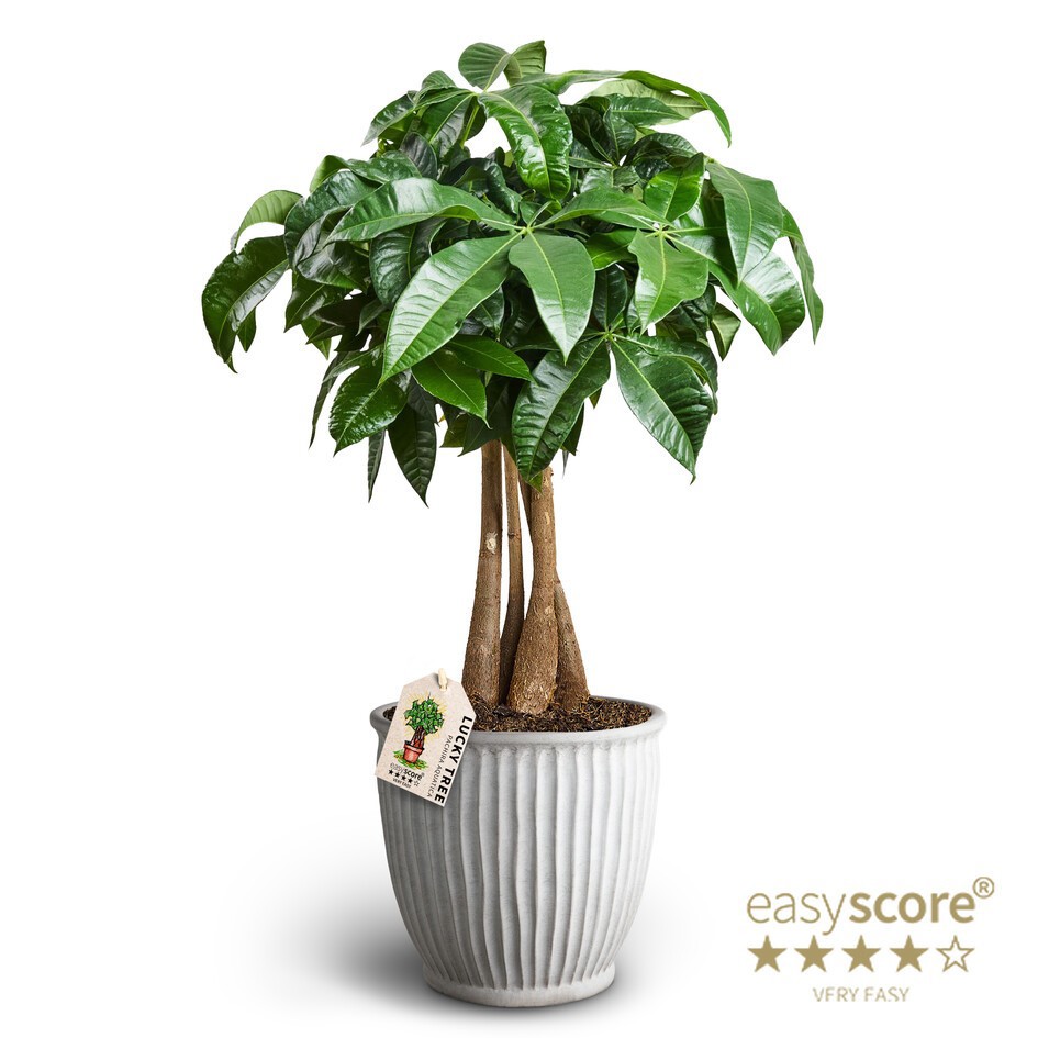 PACHIRA AQUATICA, D 19 cm