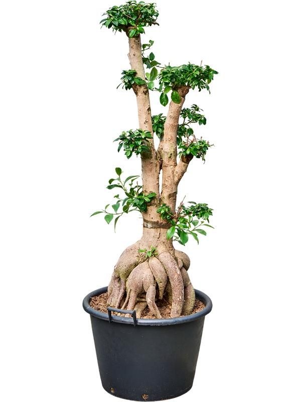 Ficus microcarpa 'Ginseng', D 50 cm