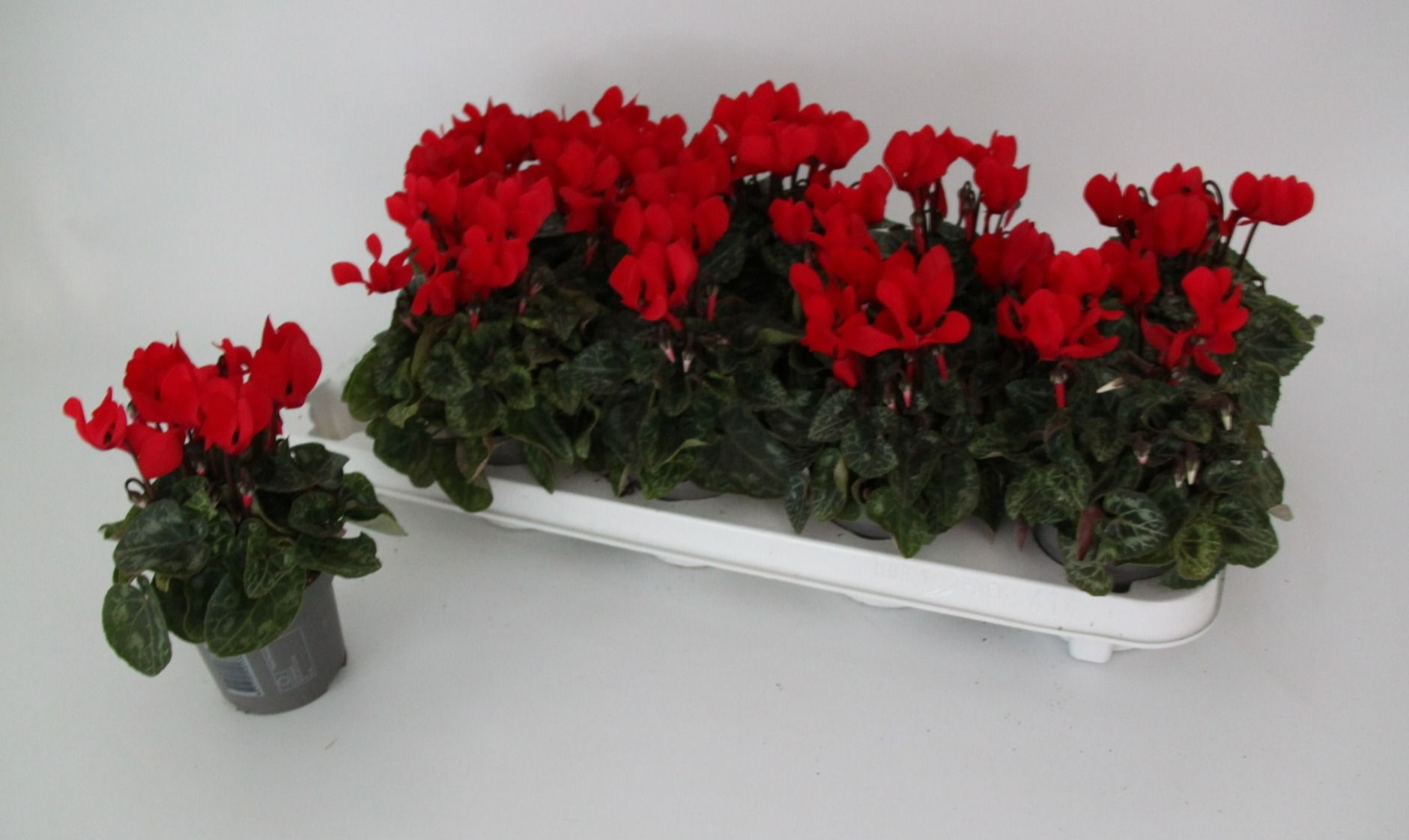Cyclamen Verano Red Impr. 9 cm, D 9