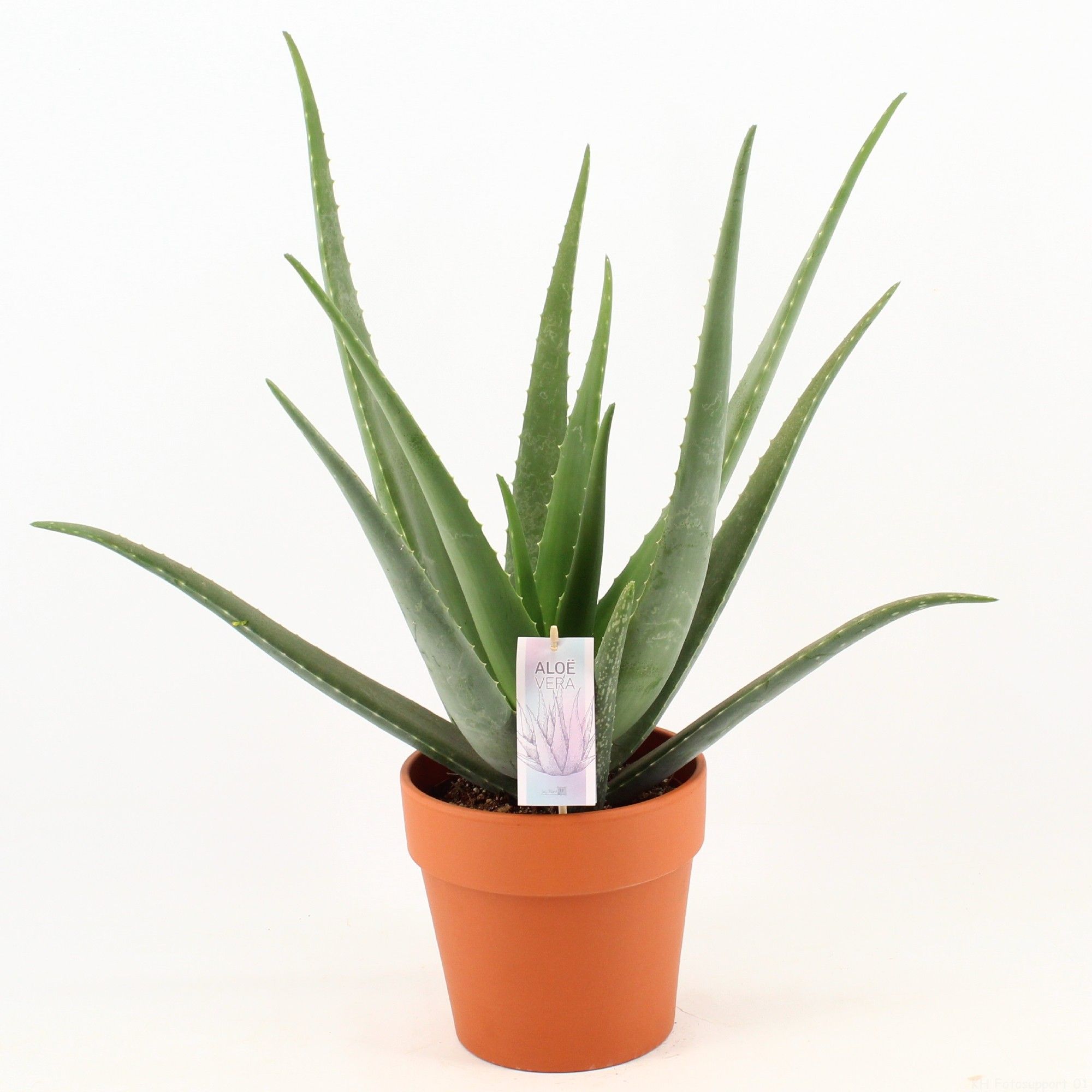 Aloe Vera P19 in terracotta pot, D 21