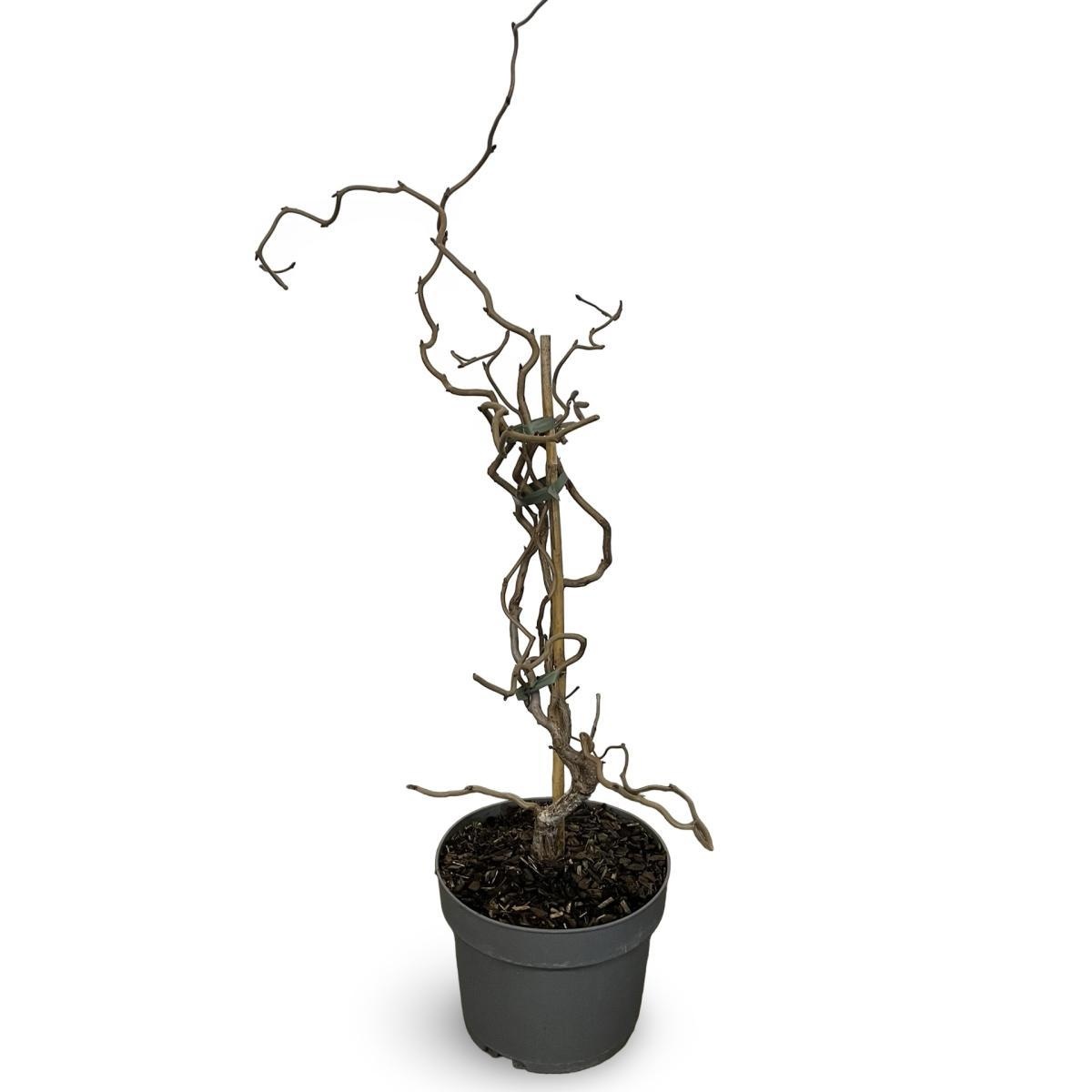 Corylus 'Red Majestic', D 21