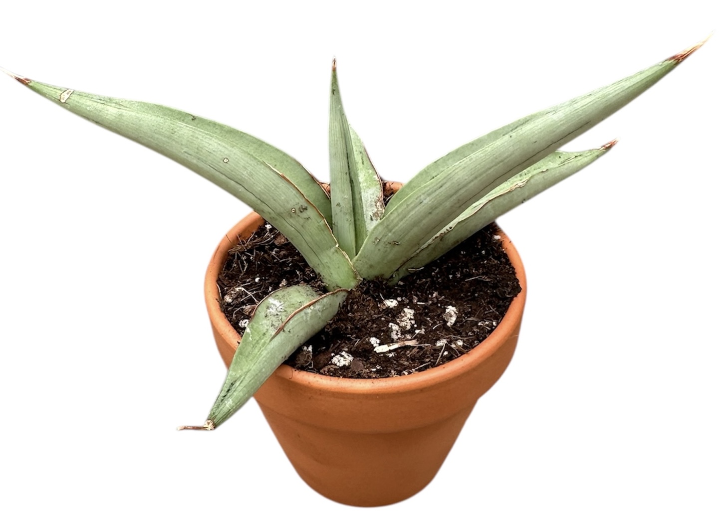 Sansevieria Swan Dancer, D 8