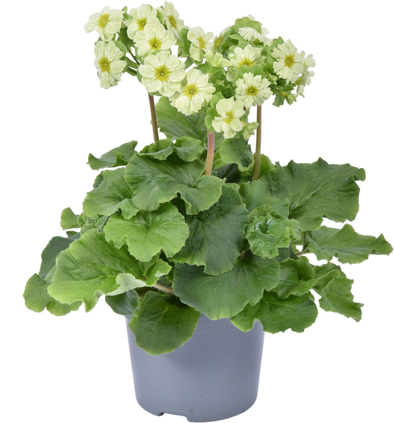 Prim. Primuse Lime zonder hoes, D 12