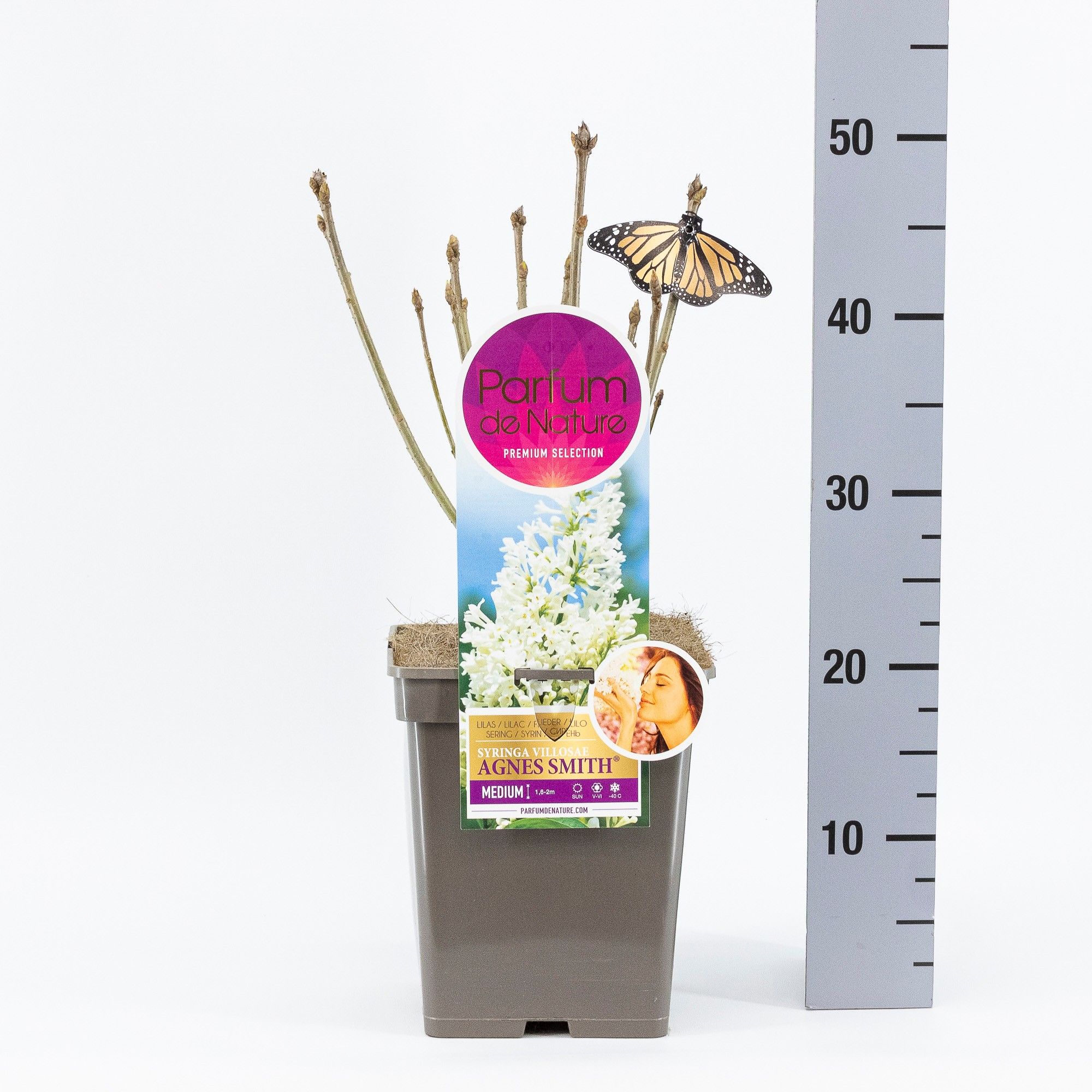 Syringa Agnes Smith, 'Premium Selection', C5, D 23 cm