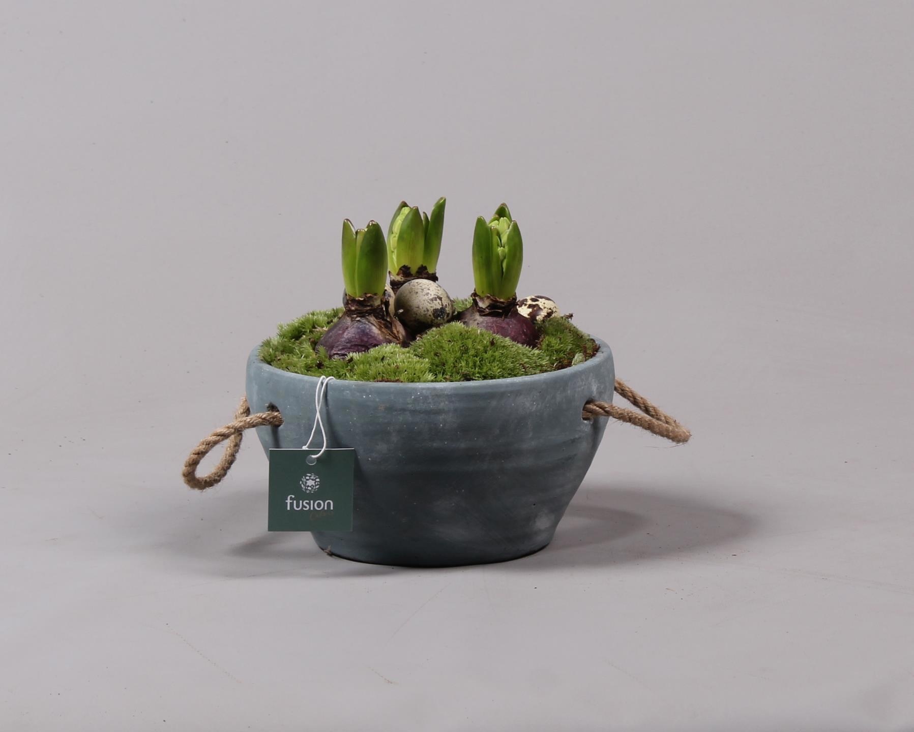 Cement pot met handvaten en Hyacinten, D 18