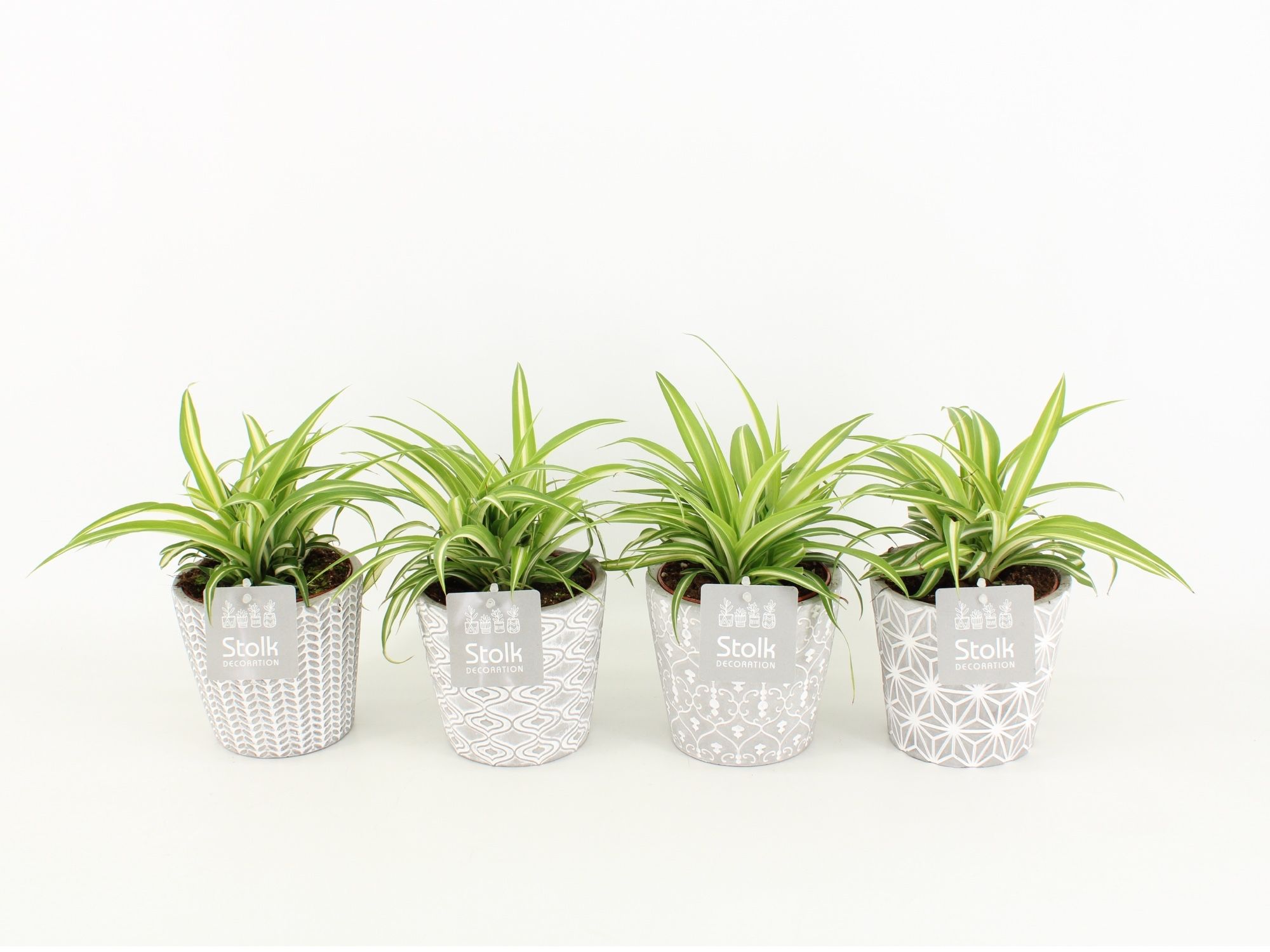 Chlorophytum Variegatum in Star Pot, D 13