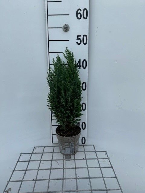683 LDW : najaar Pot 13 cm Chamaecyparis Lawsoniana Ellwoodii, D 13