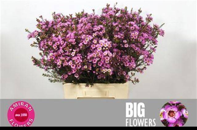 Шамелациум Ади 70 (роз.), шт.