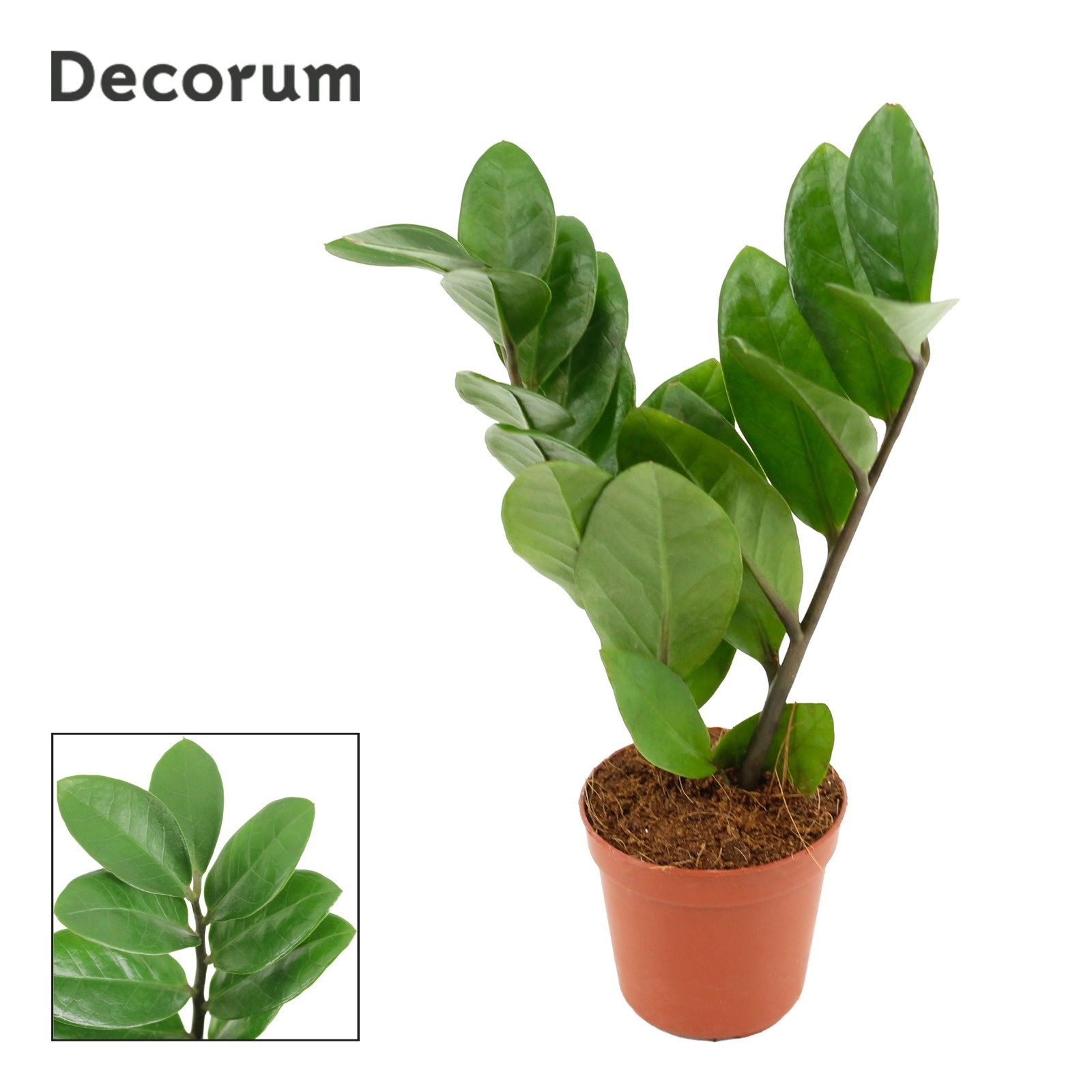 Zamioculcas 5,5 cm Two Leaf (Decorum), 2+ veren, D 5,5