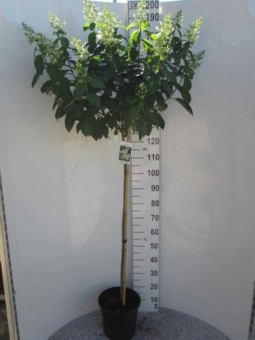 Hydrangea pan. Grandiflora 100 st. P28, D 28 cm