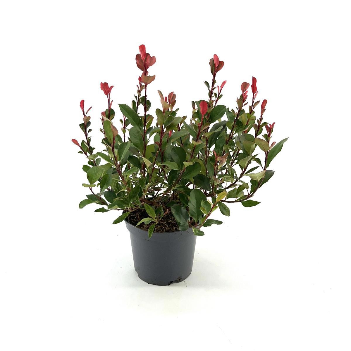 Photinia fraseri 'Little Fenna', D 19