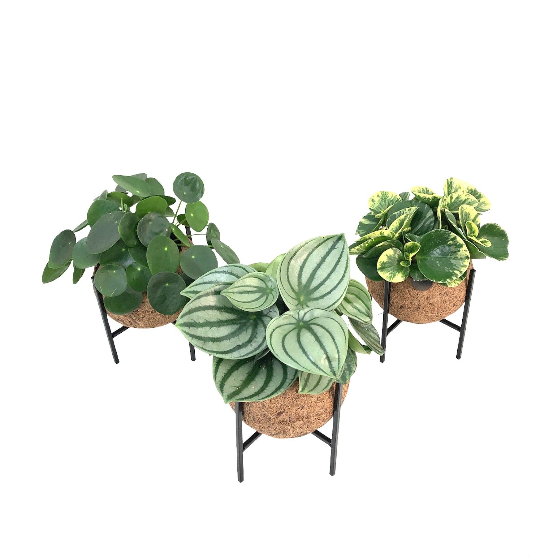 Kokodama 15 cm Industrial Green (no sting), D 15