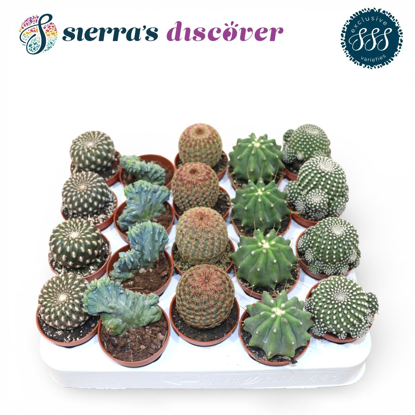 Discover® - Bilbao Cactus Mix (Exclusive), D 5,5