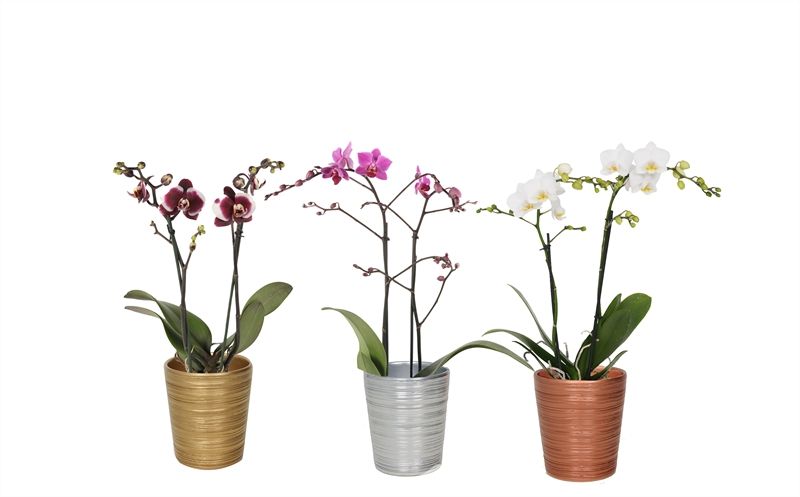Scratched luxury mix Phal multiflower mix 2T22+, D 12 cm