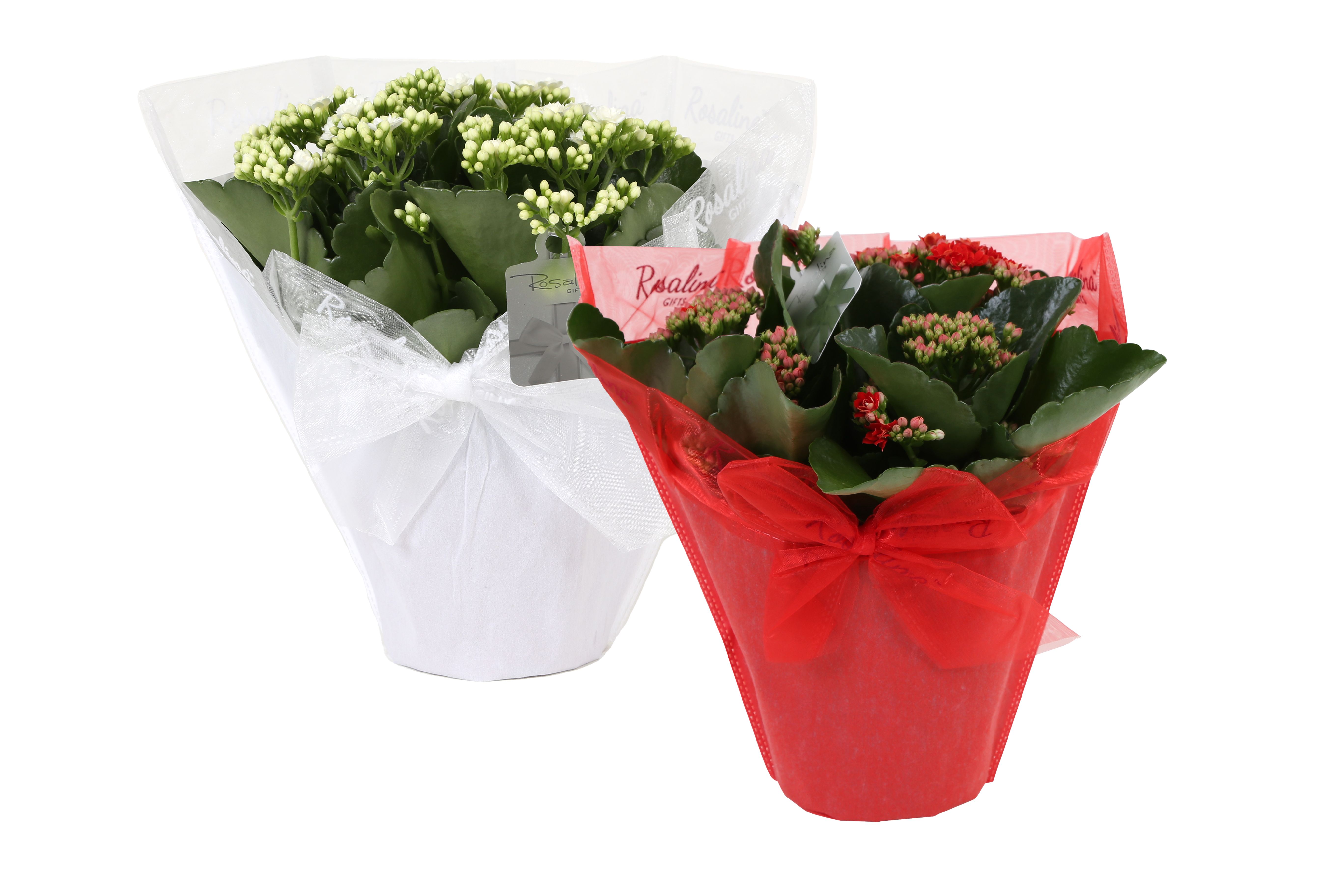 KP-730.2 - Kalanchoe Rosalina rd/wt 15cm Gifts met chique etiket, D 15