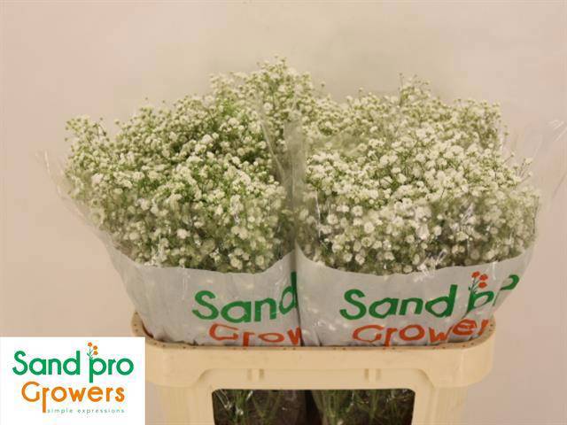 Гипсофила Экселенс 70, шт.