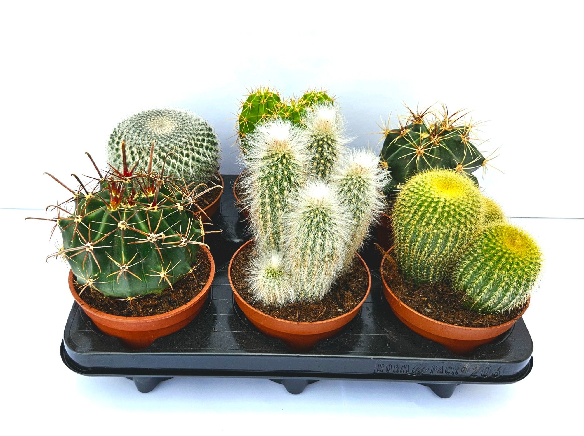 Cactus, D 14