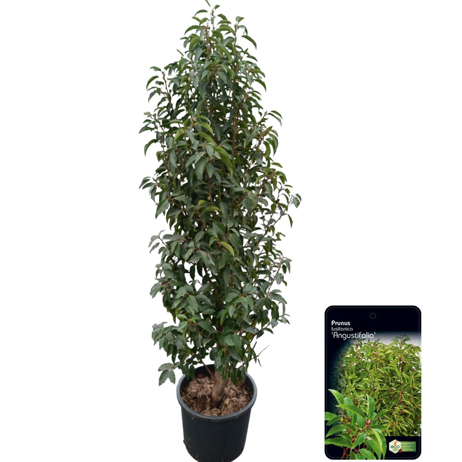 Prunus lusitanica 'Angustifolia' C15 (VERS GEPOT), D 32 cm