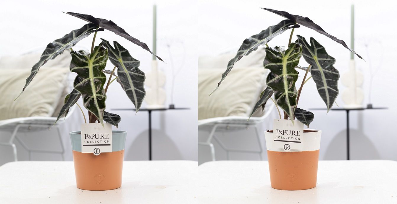 Alocasia Polly in P&PURE Terra Cotta 4 ass. 2, D 12