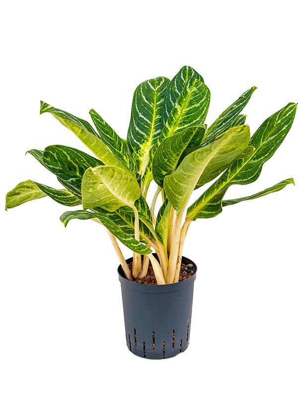 Aglaonema 'Key lime', D 18 cm