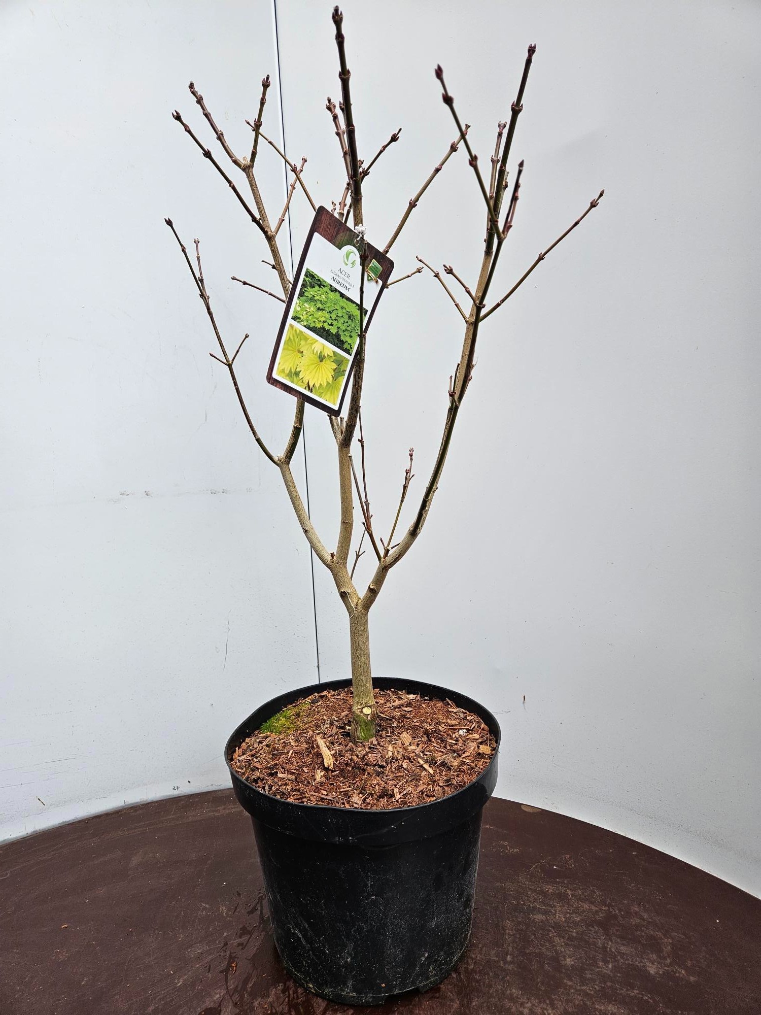Acer shirasawanum Aureum, D 26