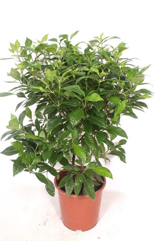 Psychotricha nervosa, D 27