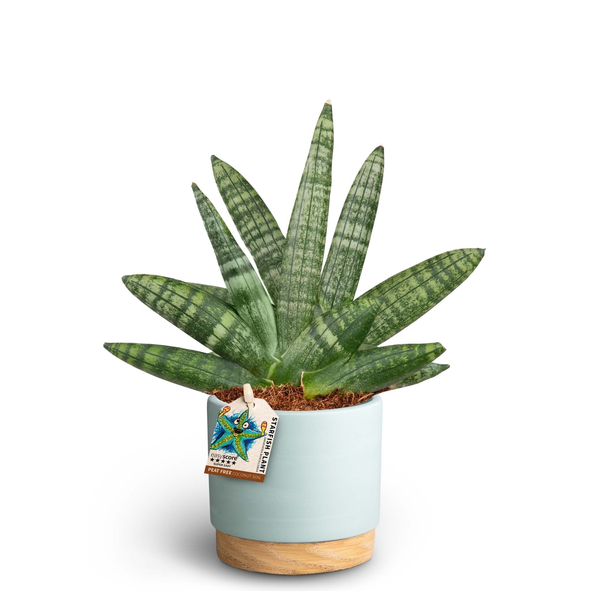 Woodbase Sky Blue, Sansevieria Boncellensis, D 10 cm Woodbase Sky Blue, Sansevieria Boncellensis, D 10 cm