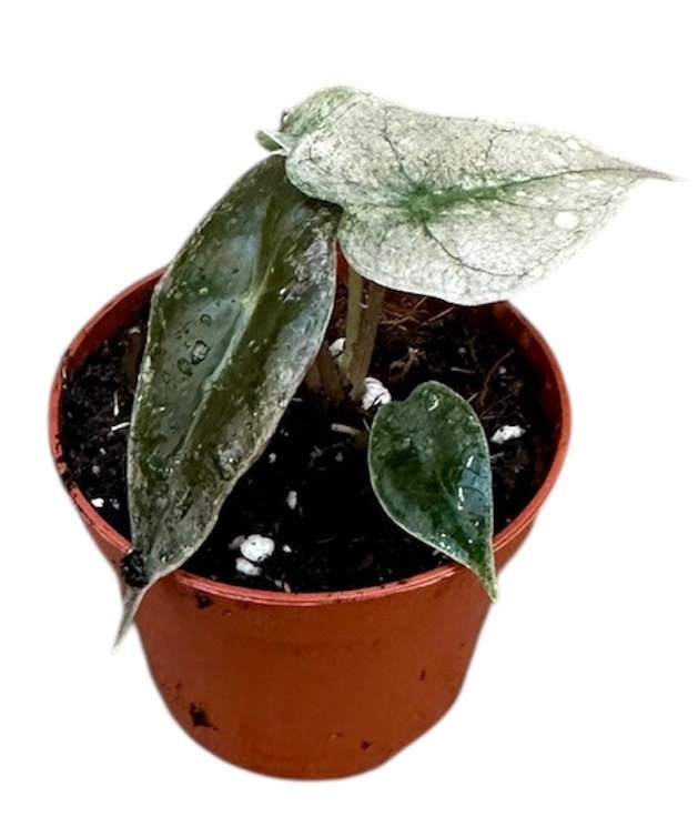 Alocasia Polly Variegata, D 6