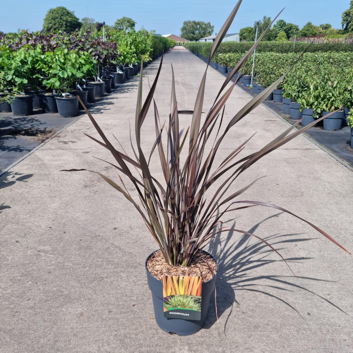 Phormium 'Platt's Black', D 29