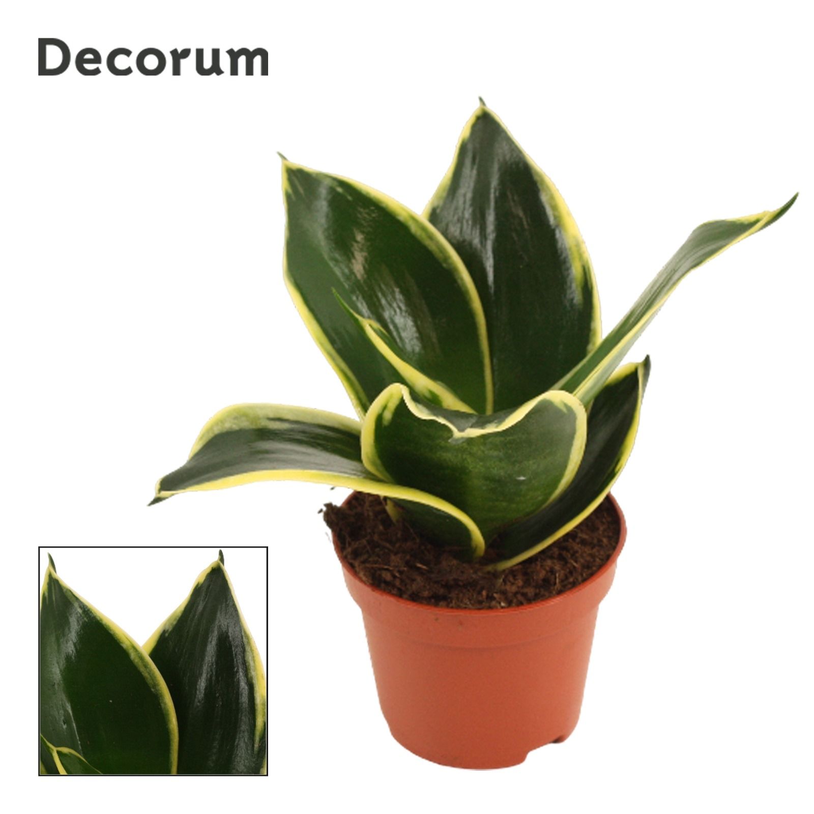 Sansevieria Hahnii 6 cm Jade Pagoda (Decorum), D 6