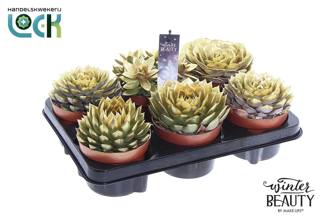 Winterbeauty succulenten mix gold, D 12