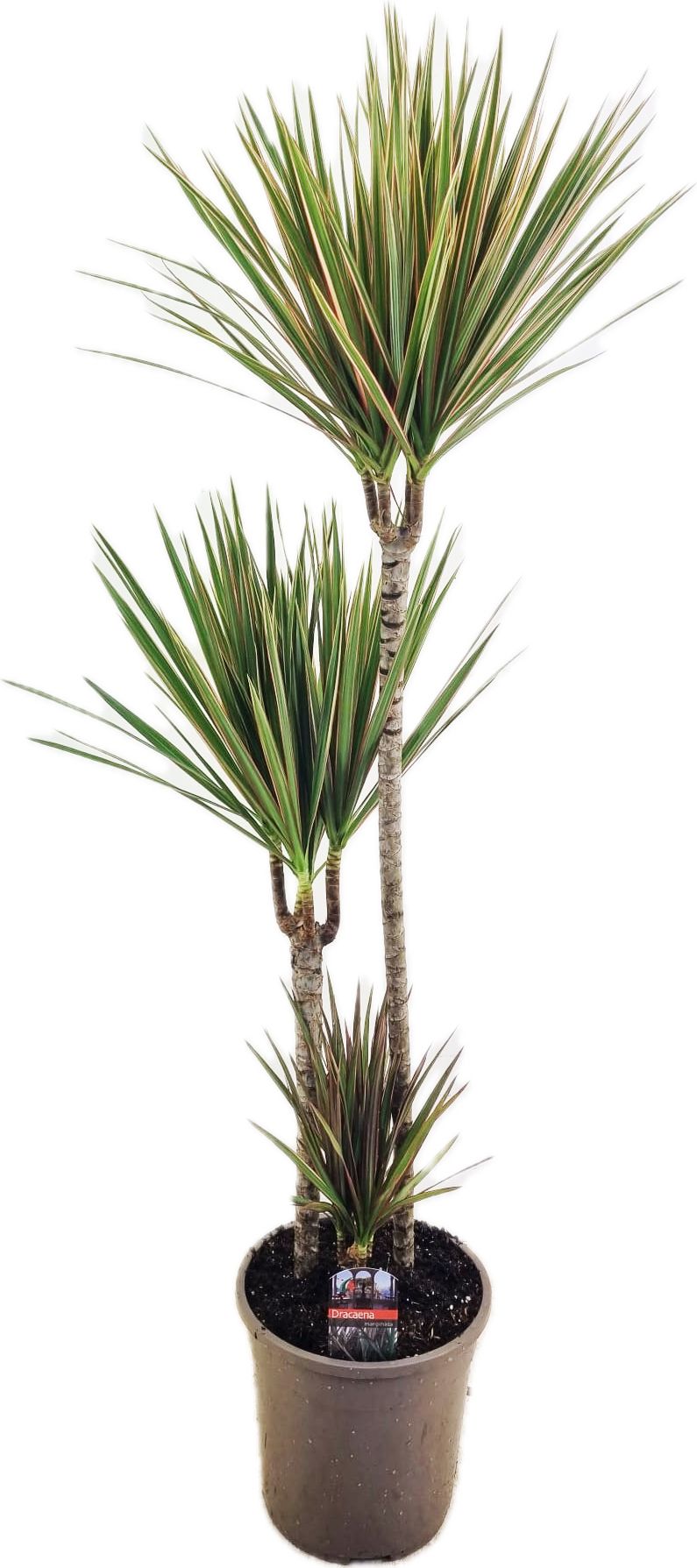 Dracaena marginata Bicolor 75-45-10, D 24