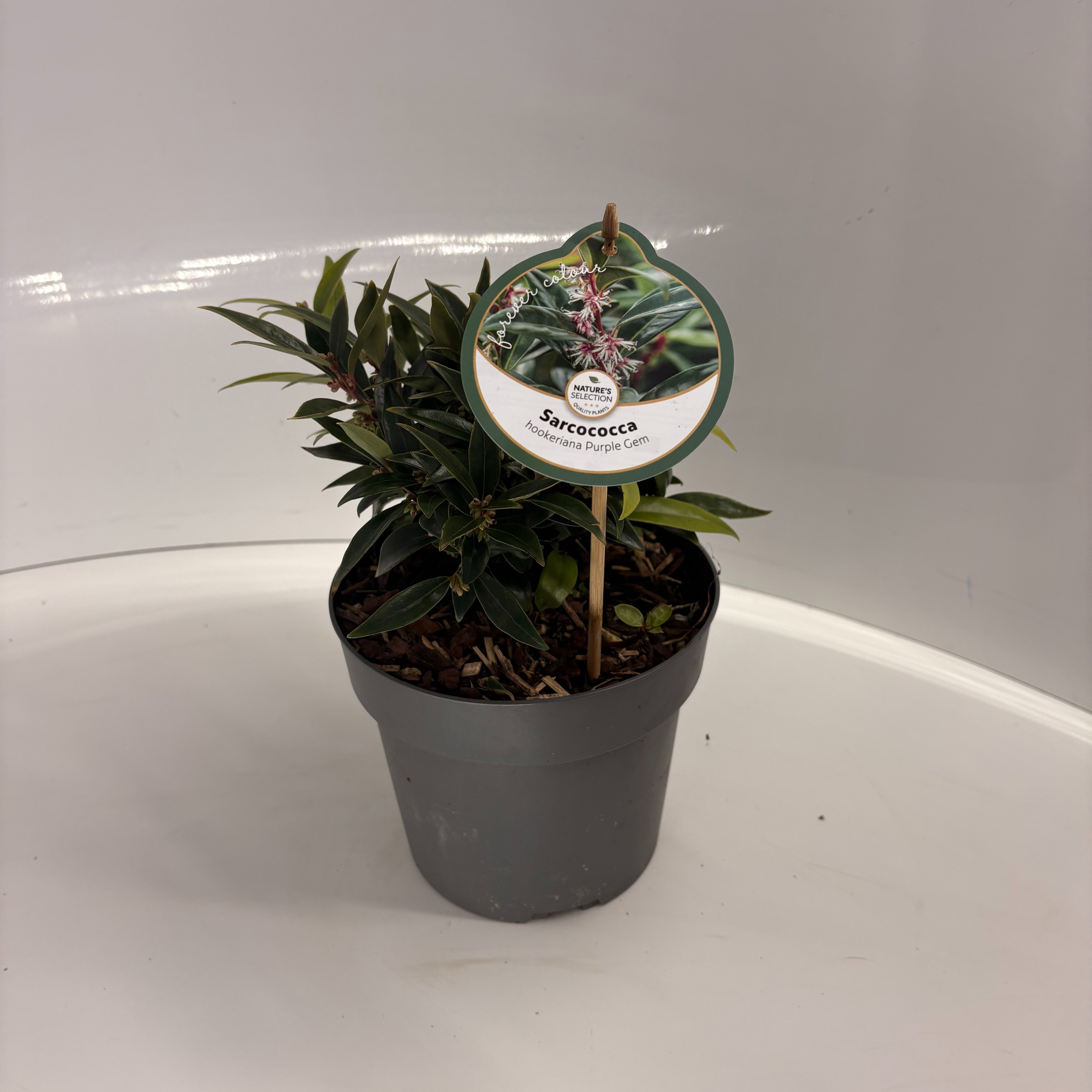 Sarcococca hookeriana 'Purple Gem', D 17