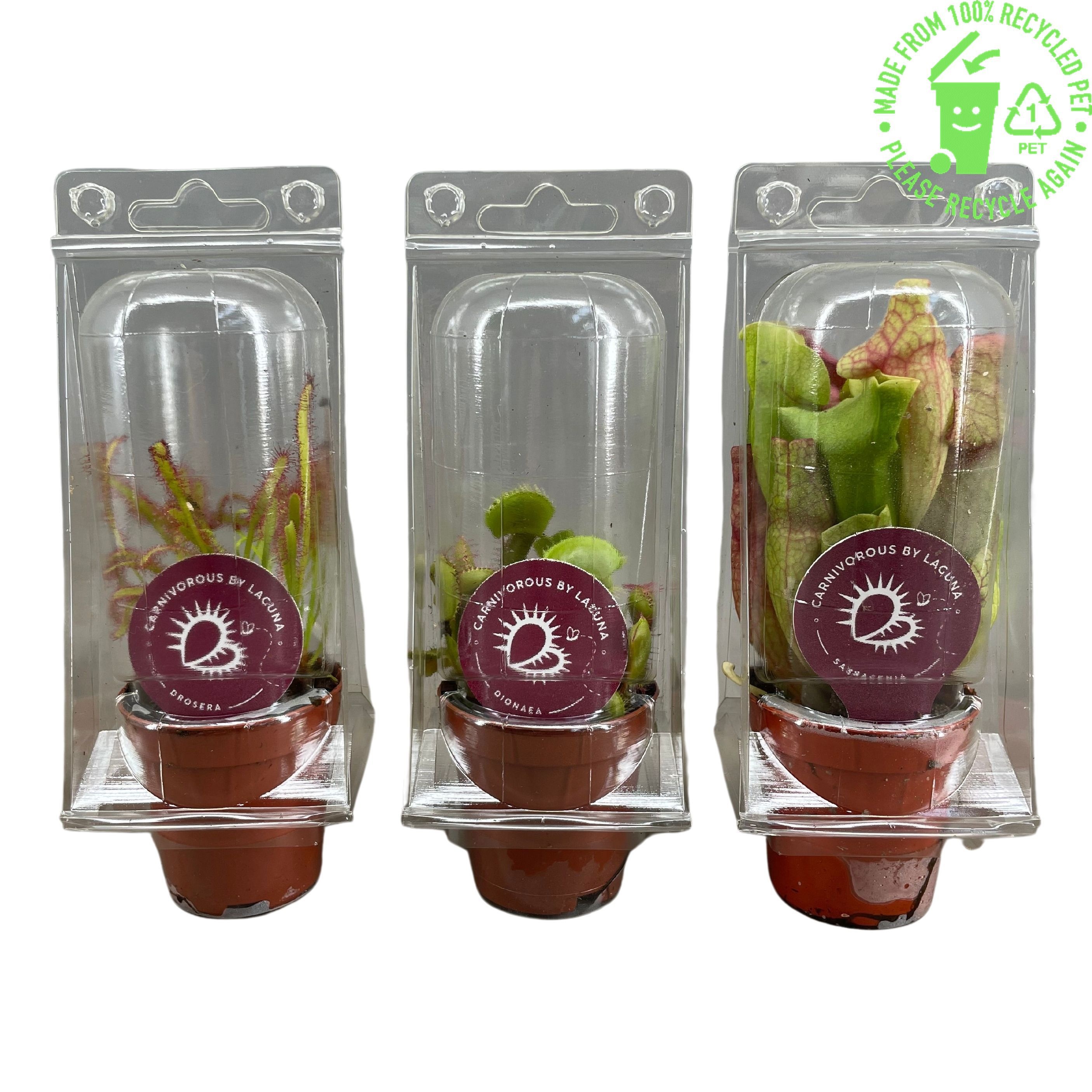 Vleesetende planten mix 5,5 cm in transparante blister, D 5,5